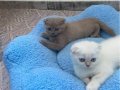 Cins kedi gri