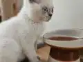 2 Aylık dişi yavru kedi 