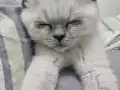 2 Aylık dişi yavru kedi 
