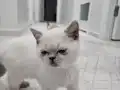 2 Aylık dişi yavru kedi 