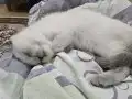 2 Aylık dişi yavru kedi 