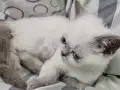2 Aylık dişi yavru kedi 
