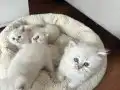 2 dişi 2 erkek 60 günlük