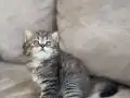British Shorthair kıvırcık tüylü mavi gözlü 
