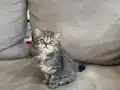 British Shorthair kıvırcık tüylü mavi gözlü 