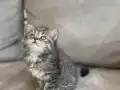 British Shorthair kıvırcık tüylü mavi gözlü 