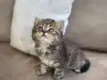 British Shorthair  kıvırcık tüylü mavi gözlü 