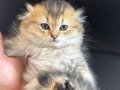 Nadir mavi gözlü scottish fold long hair golden point