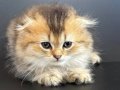 Nadir mavi gözlü scottish fold long hair golden point