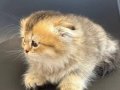 Nadir mavi gözlü scottish fold long hair golden point