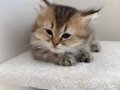 Scottish longhair mavi gözlü
