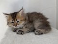 Scottish longhair mavi gözlü