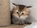Scottish longhair mavi gözlü