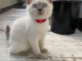 Blue point dişi yavru kedi