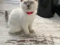 Blue point dişi yavru kedi