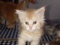 Rus kanı Maine coon yavrular