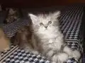 Rus kanı Maine coon yavrular