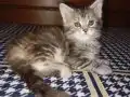 Rus kanı Maine coon yavrular