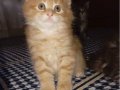 Rus kanı Maine coon yavrular