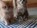 Rus kanı Maine coon yavrular