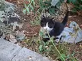 Yalnız afacan sıcak bir yuva arıyor