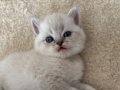 BLUEPOİNT ERKEK / DİŞİ 
