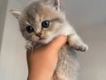 BLUEPOİNT ERKEK / DİŞİ 