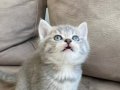 British Shorthair Yavru