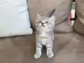 British Shorthair Yavru