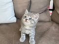 British Shorthair Yavru