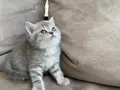 British Shorthair Yavru