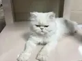 Erkek ve kısır değildir 