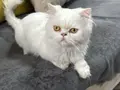Erkek ve kısır değildir 