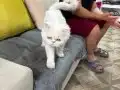 Erkek ve kısır değildir 