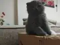 Gri Scottish Fold Yavrular