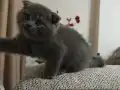 Gri Scottish Fold Yavrular