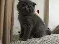 Gri Scottish Fold Yavrular
