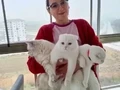 Scottish Fold kedicikler