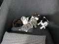 Alerji durumumdan dolayı sahiplendirilecektir