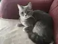 Kedim dişi 2 yaşında kısırlaştırılmıştır