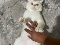 Dünyalar Tatlısı,Oyuncu Kedilerim Yeni Yuvasını Arıyorlar...