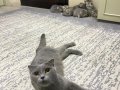 Dünyalar Tatlısı,Oyuncu Kedilerim Yeni Yuvasını Arıyorlar...