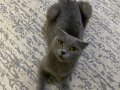 Dünyalar Tatlısı,Oyuncu Kedilerim Yeni Yuvasını Arıyorlar...