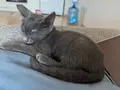80 Günlük Gri Kaliteli British Shorthair