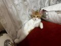 2.5 aylık sıcakkanlı minnoş bir bebek yuva bekliyor