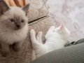 Gökyüzünü Gözlerinde Taşıyan Bir Sevgi Yumağı Siyam Mele