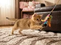 British shorthair golden