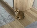 British shorthair golden