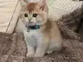 British shorthair golden