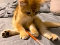 British shorthair golden